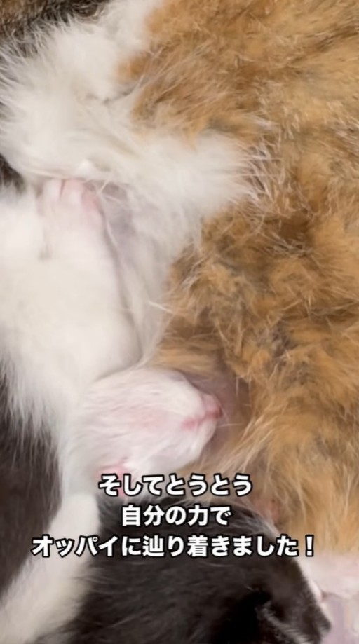 オッパイを自力で飲むことができるようになったという（凛（Rin）さん提供、Instagramよりキャプチャ撮影）