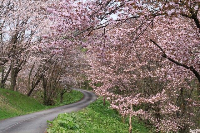 【奈井江町】にわ山桜並木