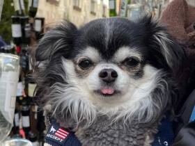 ロングコート・チワワの「そらまめ」　初めての夫婦ゲンカにすかさず仲裁に！？