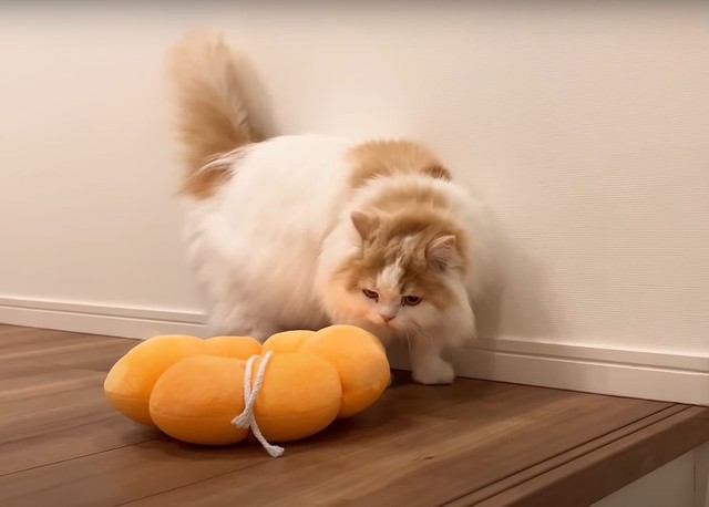 エリザベスカラーを自分で外したレモンちゃん（「猫のレモンちゃんねる」さん提供、YouTubeよりキャプチャ撮影）