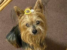 おかあさん、今何をしてるの？　いい子座りで家事を見守るヨークシャーテリア「モカ」