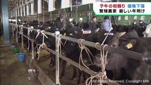 子牛の初競り　餌代高騰で価格が低迷　宮城・美里町