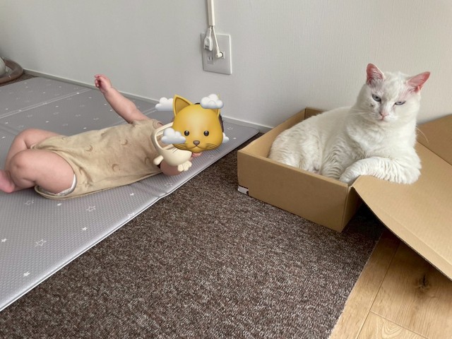 ふてぶてしい白猫さんの写真がXで話題に（「こぎん君」さん提供）