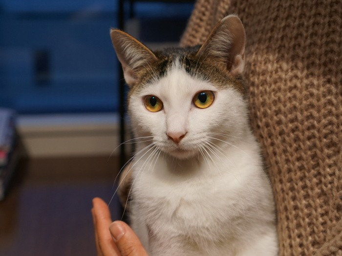 「あなたは猫ですよ」「そうなんだ」