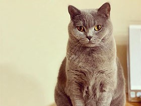 ぽっちゃりボディのブリショ「めい」　いるだけで家族ニッコリ　