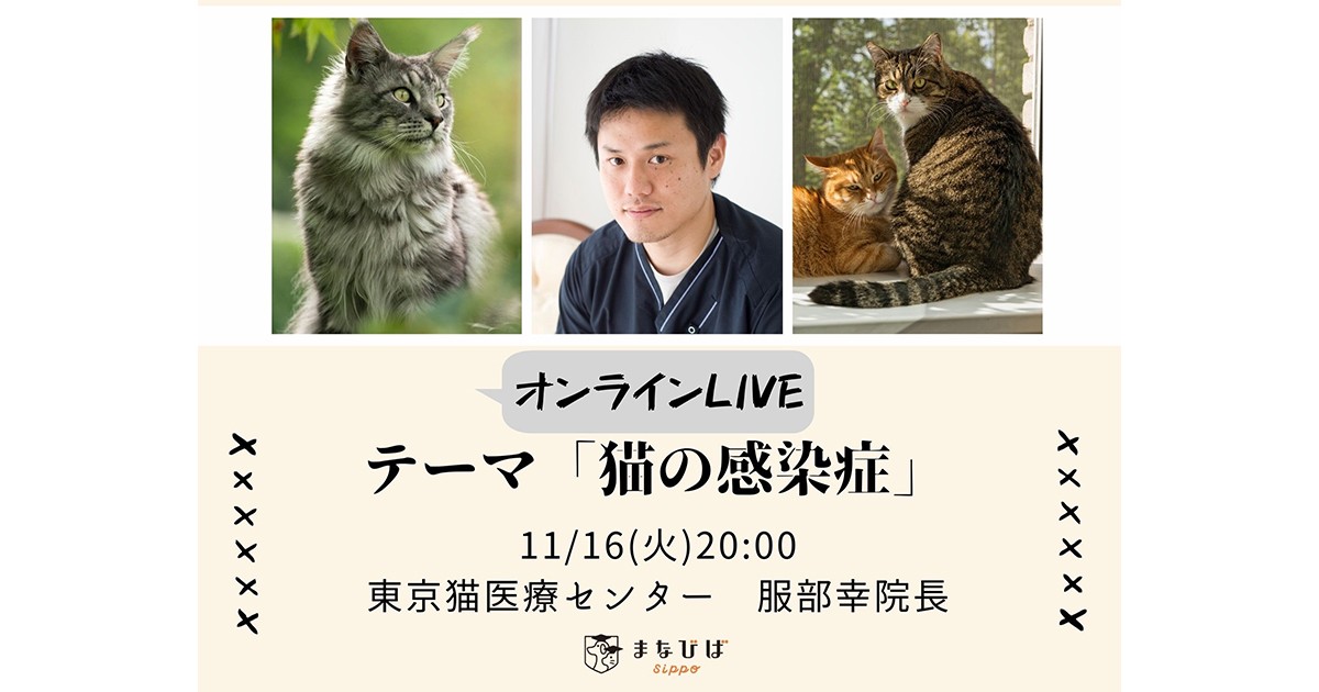 本当は怖い猫の感染症 11月16日時 獣医師に詳しく聞けるオンラインライブ 犬 猫との幸せな暮らしのためのペット情報サイト Sippo