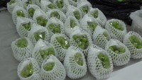 ビニールハウスからシャインマスカット約200房を盗んだ疑い　ネットで販売か　無職の男（42）逮捕　岡山県警