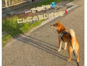 散歩中、愛犬に内緒で”大好きな家族と道ですれ違う”サプライズをすると…→愛犬の反応に「愛されてる！」「絆がみえます」の声
