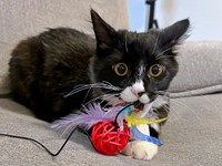 お迎え後、すくすくと成長していったぐらくん（画像提供：zoes.810さん）