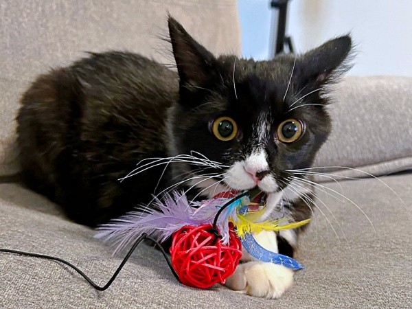 お迎え後、すくすくと成長していったぐらくん（画像提供：zoes.810さん）