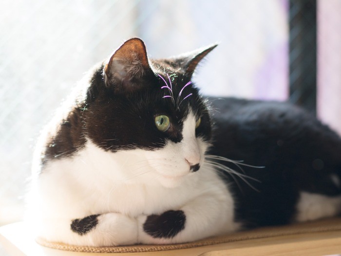 カメラを向けられすぎて、若干ご機嫌ななめ（小林写函撮影）