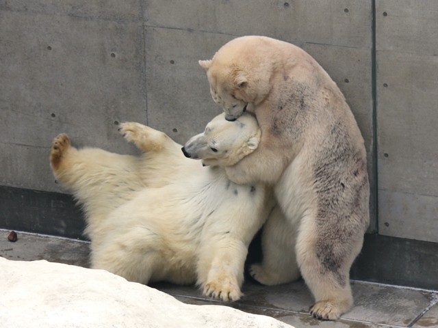 豪太にヘッドロックかますクルミ＝2012年2月 男鹿水族館GAO提供