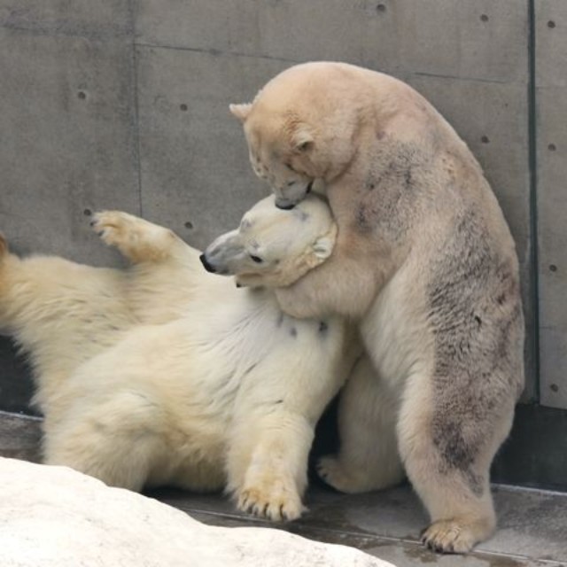 豪太にヘッドロックかますクルミ＝2012年2月 男鹿水族館GAO提供