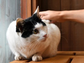 猫殺処分ゼロへ和歌山が本腰　人口10万人あたりワースト２位