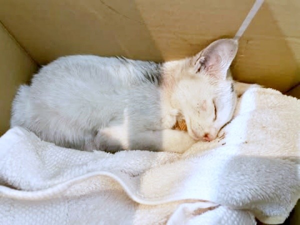 子猫時代、安心してすやすや眠るてまりくん（画像提供：てまり らふ ビスコさん）