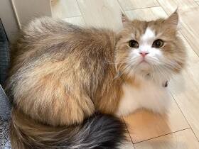 おしゃべりが大好きで人のように返事をしてくれる　ペルシャ猫「マシュー」