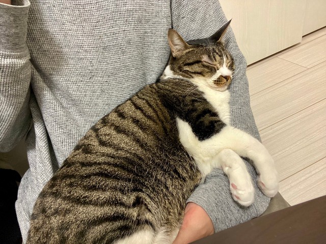 飼い主さんの腕の中で爆睡中。甘えん坊のくっつき虫のふうちゃん（提供写真）