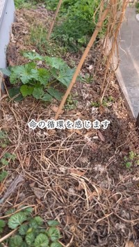 枯れた草と新しい芽が共存する庭の様子／たよらこさん（@tayorako）提供