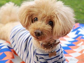 庭でピクニック気分　のんびりタイムのトイプー「空」