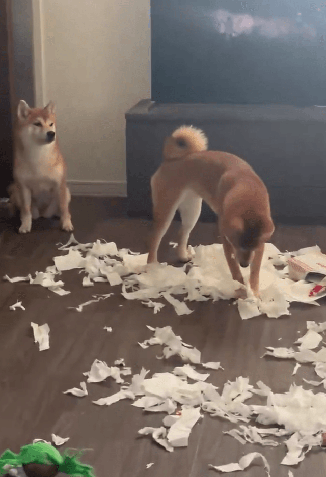 ティッシュ一箱がこんなに散らばるの？！