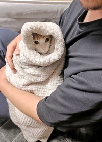 パパさんに抱っこされて、くるんでもらって、「赤ちゃん化」するチョロすけくん（画像提供：まめたろさん）