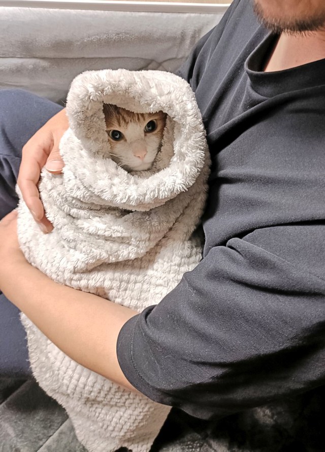 パパさんに抱っこされて、くるんでもらって、「赤ちゃん化」するチョロすけくん（画像提供：まめたろさん）