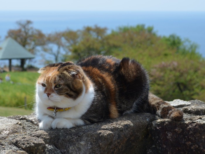 公園の展望台でくつろぐチャミ