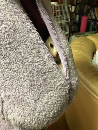 優佳さんのおなかに赤ちゃん？（栗太郎がちらり。ごん太との関係は別の機会に！）