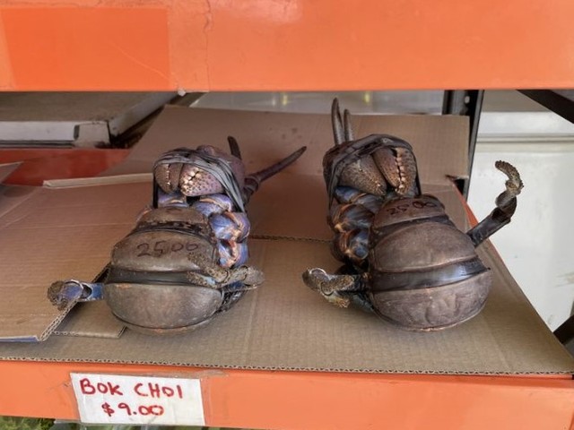 ガソリンスタンドの売店で売られていたヤシガニ。現地では「ウガ」と呼ばれる