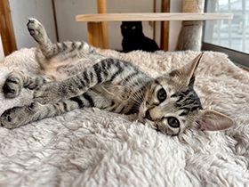 パナソニック保護犬猫譲渡会　NPO法人COKA Animal Rescueから参加予定の猫たち（９） 