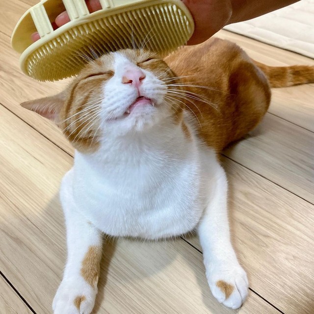 何これ、気持ちいいにゃ〜