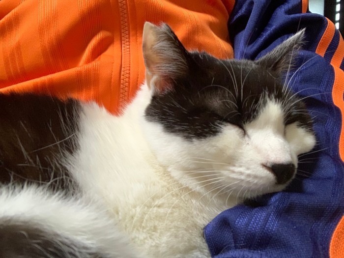 ユニホームの腕の中で気持ちよさそう（早苗さん提供）