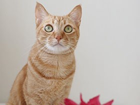 家族になってこの家に住むよって選んだのは僕なんだ　茶トラの「虎太郎」