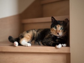 「お母さんが作る、丸まったエビフライみたいだね」　眠る愛猫　家族に笑顔が戻った日