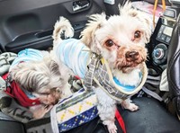 保護当初のみっくん（右）、むぎくん（左）はそれぞれボロボロの状態でした