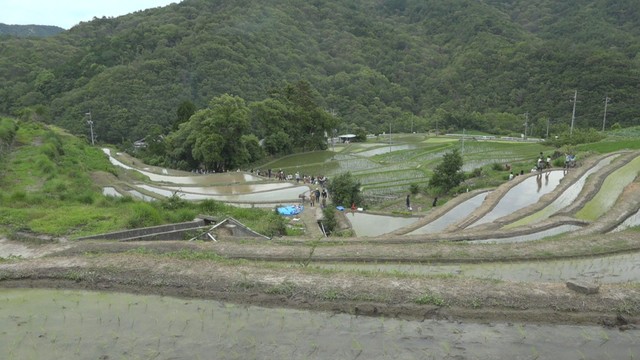 小豆島の「中山千枚田虫送り」が中止　雨の影響　香川
