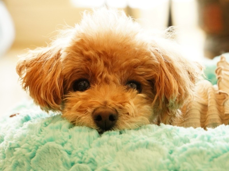 僕と弟の物語でした