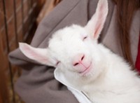 笑みを浮かべる子やぎさん（提供：やぎミルク専門店プティ・シェーヴル🐐さん）