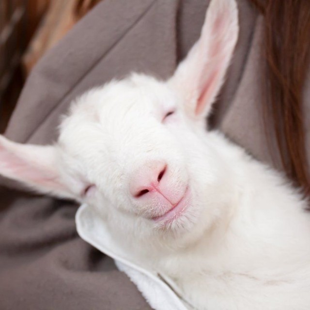 笑みを浮かべる子やぎさん（提供：やぎミルク専門店プティ・シェーヴル🐐さん）