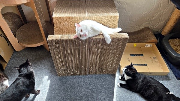 同居猫さんに囲まれてもこの通り！ クセが強い甘え顔でまったりするおもちちゃん（画像提供：ちったんさん）