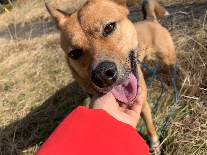 これからもギーの笑顔を漫画にさせてね！（おおがさん提供）