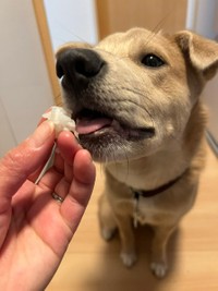 毎朝一口ご飯をもらう＝あさぎさん（@___a_y_r_）提供