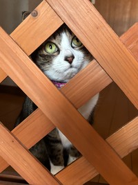 「わたしを置いていかニャイで」って訴えているよう（画像提供：みふゆ(三冬)さん）
