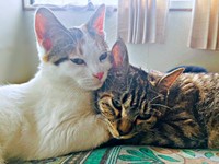 寄り添ってくつろぐ姉妹猫（左から）チャチャちゃん、ビビちゃん（画像提供：KANAKO OGATAさん）