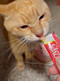 顔に傷を作り、泣きながら食べるチャトランくん（画像提供：えみちゃんさん）