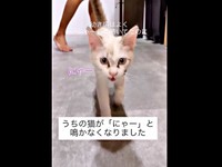 飼い主さん家族に「ニャー」と鳴いてアピールしていた子猫のころの、おくらちゃん（画像提供：soranohiさん）