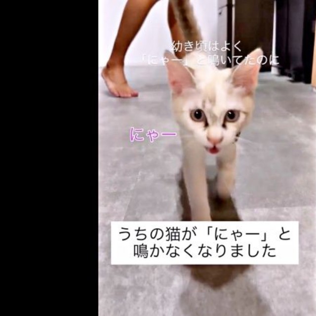 飼い主さん家族に「ニャー」と鳴いてアピールしていた子猫のころの、おくらちゃん（画像提供：soranohiさん）