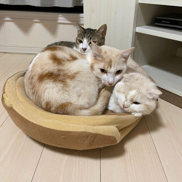 押し合いへし合い、こんな三密なら歓迎