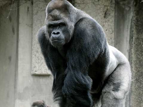 「イケメンゴリラ」、今年もトップ逃す　東山動植物園
