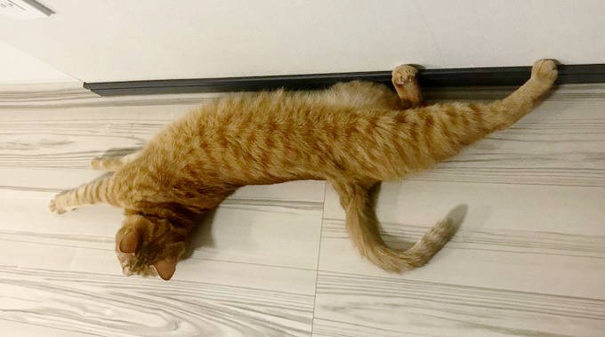 控えめなカイちゃんはゴロンでなでなで待ち